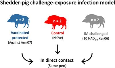 Challenging boundaries: is cross-protection evaluation necessary for African swine fever vaccine development? A case of oral vaccination in wild boar